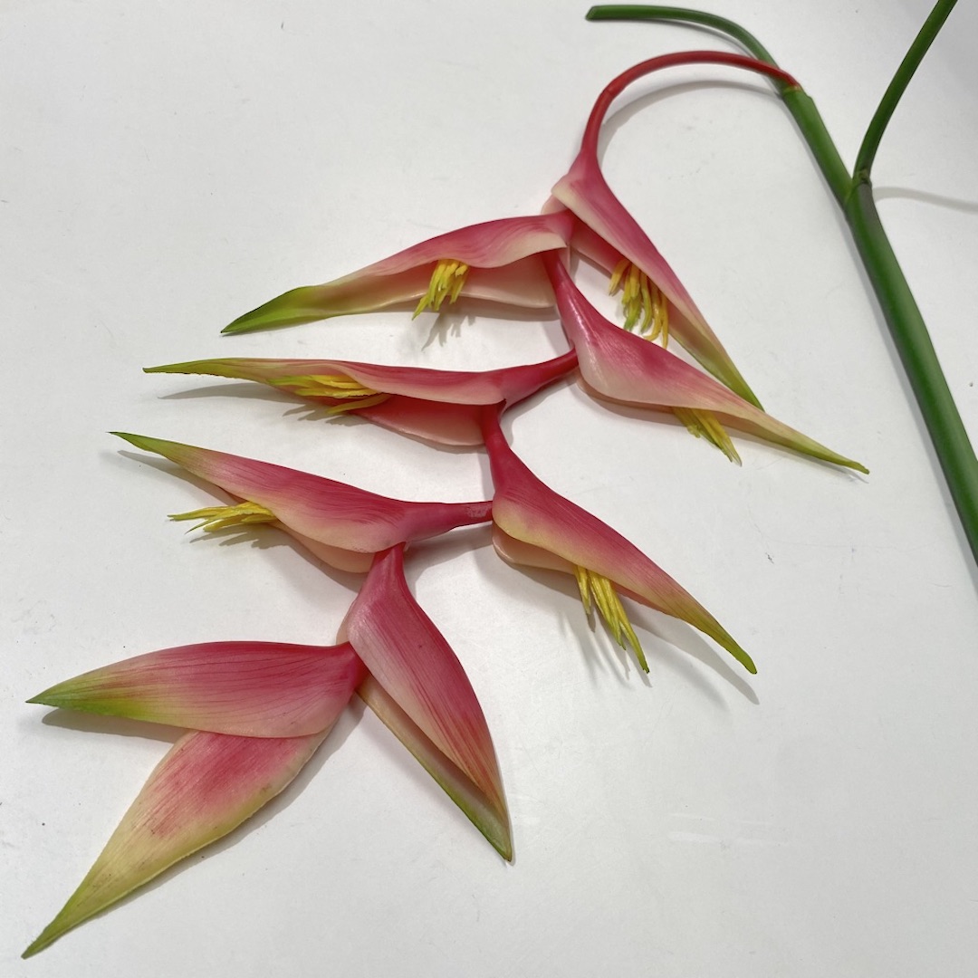 FLOWER, Tropical Heliconia Lobster Claw